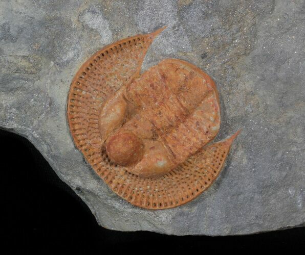 Excellent, Orange Declivolithus Trilobite #62707